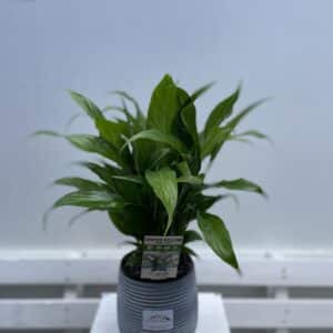 Potted Peace Lily in Ceramic Pot