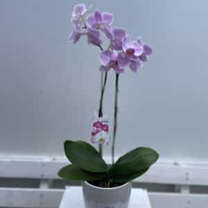 Potted Orchid in Ceramic Pot